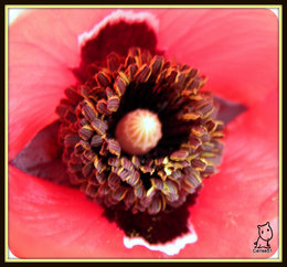 Papaver rhoeas - Coquelicot