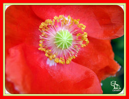 Papaver rhoeas - Coquelicot