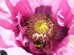 Papaver rhoeas - Coquelicot