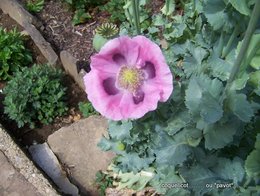 Papaver rhoeas - Coquelicot