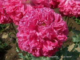 Papaver rhoeas - Coquelicot