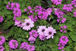 Osteospermum - Marguerite du Cap - Dimorphothéca