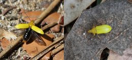 Petite bête jaune inconnue