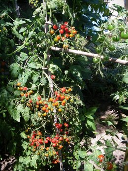 Tomate cerise Sweet 100