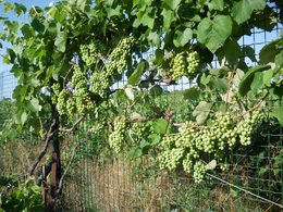 Raisin - Vitis - Vigne