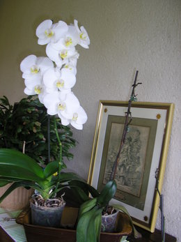 orchidées .........