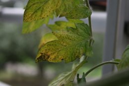 Quels légumes sur mon balcon?