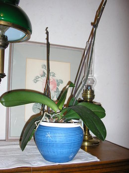 orchidées .........