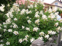 Hortensia - Hydrangea macrophylla