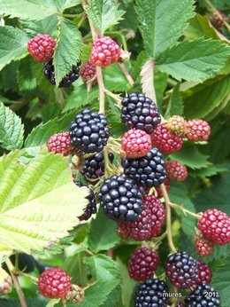 Mûre - Rubus fruticosus 