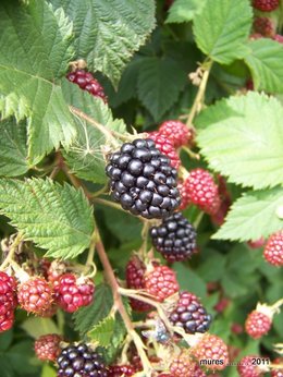 Mûre - Rubus fruticosus 