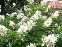 Hortensia - Hydrangea macrophylla