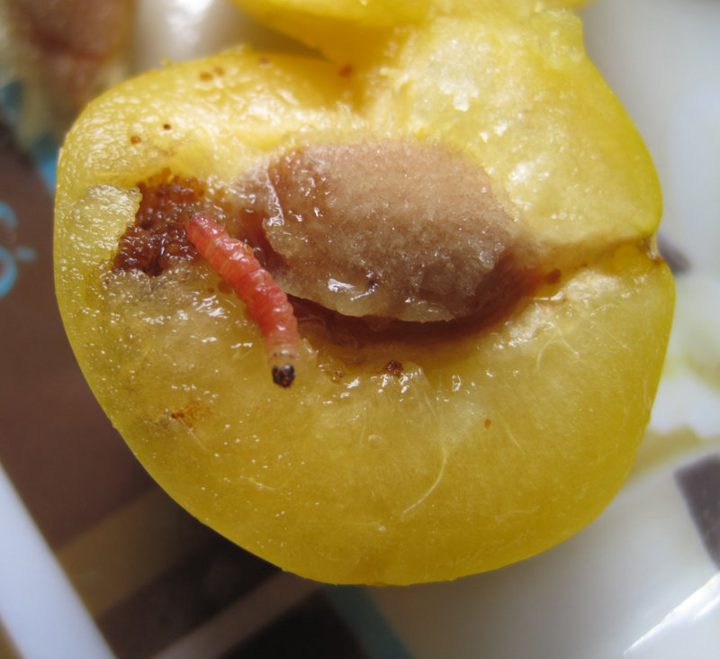 Ver dans les mirabelles | Forum jardinage