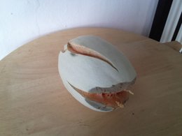 Melon - Cucumis melo