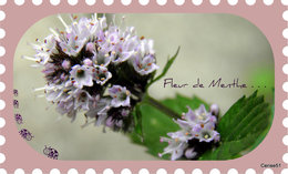 Menthe - Mentha