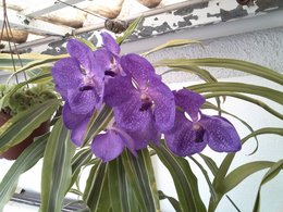 orchidées .........