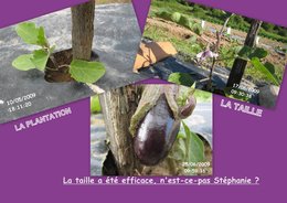 LES AUBERGINES