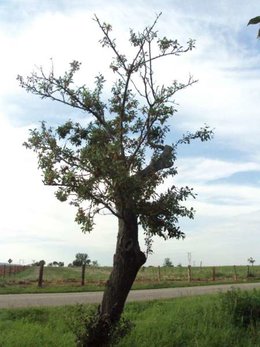 Mirabelle - Prunus domestica