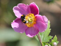 Anémone du Japon - Anemone  japonica 