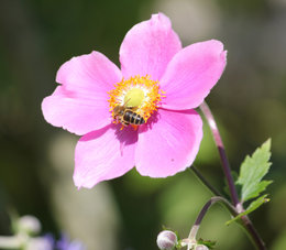 Anémone du Japon - Anemone  japonica 