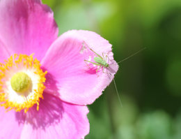 Anémone du Japon - Anemone  japonica 