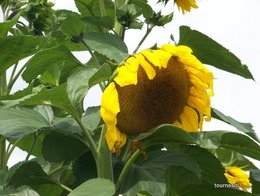 vos plus beaux tournesols