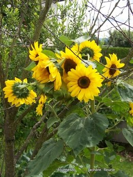 vos plus beaux tournesols