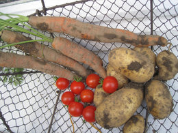 Beau panier de légumes