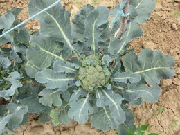 brocoli