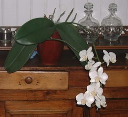 Phalaenopsis - Orchidée papillon