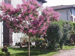 Lagerstroemia indica - Lilas des Indes