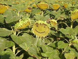 vos plus beaux tournesols