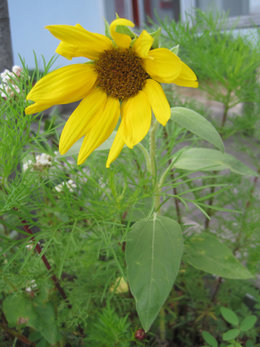 vos plus beaux tournesols