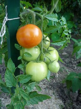 Mes premières tomates