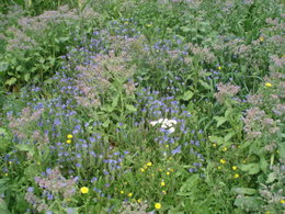 Glaçons de fleurs de bourrache