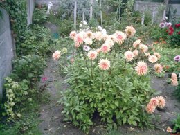 La récolte de graines de fleurs au jardin