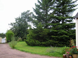 Souche de cerisier