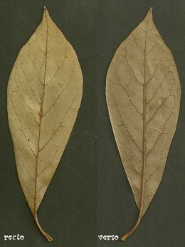 La feuille !