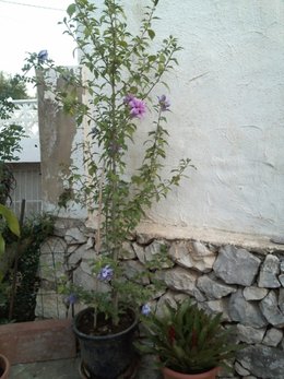 Althéa - Hibiscus syriacus