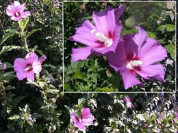 Althéa - Hibiscus syriacus