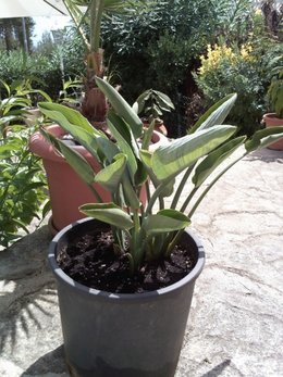 Oiseau du paradis - Strelitzia reginae