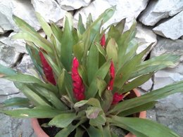 Guzmania