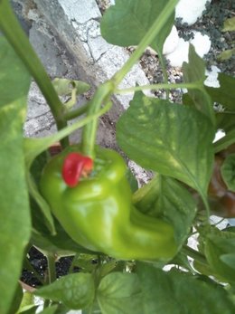 Poivron - Capsicum annuum