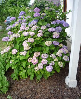 Hortensia fleuri