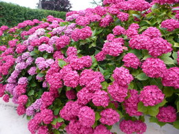 Hortensia - Hydrangea macrophylla