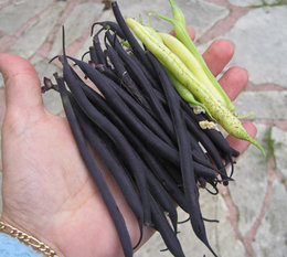 Haricot vert ou beurre