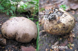 Champignons inconnus dans mon potager