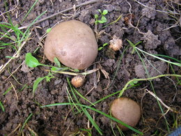 Champignons inconnus dans mon potager