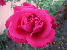 une rose à deux coeurs