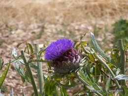 Qui suis-je / plante mystère n°13 ? 